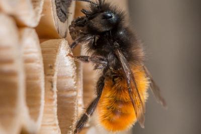 Et si on parrainait des abeilles ? sur Qu'est-ce qu'on fait