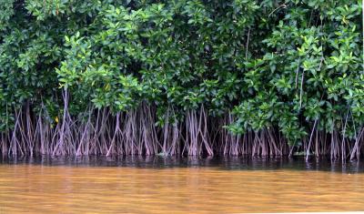 Soigner le mal par les racines : les 3 pouvoirs de la mangrove sur Qu'est-ce qu'on fait