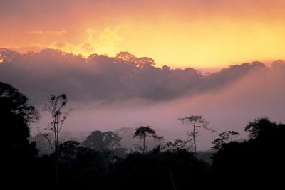 En Guyane, la biodiversité contre une "montagne d'or" sur Qu'est-ce qu'on fait